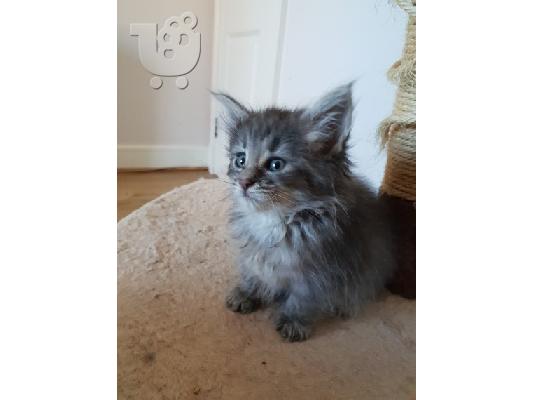 Νορβηγικά δάση X Ragdoll Kittens